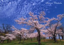 Image「桜と鱗雲」fld00002