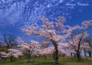 Image「桜と鱗雲」fld00002