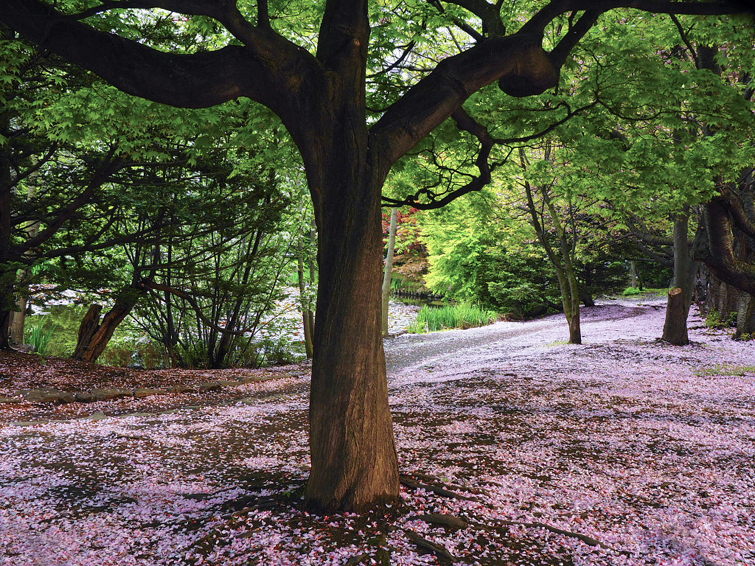 桜の絨毯（道庁の5月）