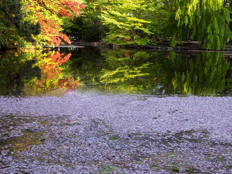 春の紅葉と水面の桜（道庁の5月）